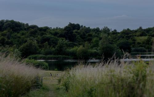 ducks by lake arrie
