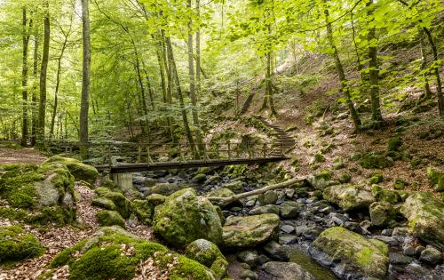 Woods in Åbjär