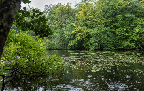 A lake of water surrounded by lots of trees