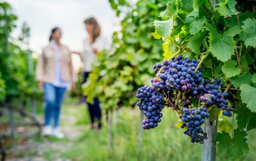 Close-up of dark purple grape clusters hanging on vine with blurred people walking through vineyard in background