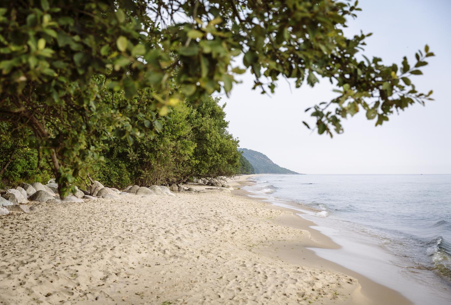 Beach shoreline and forest