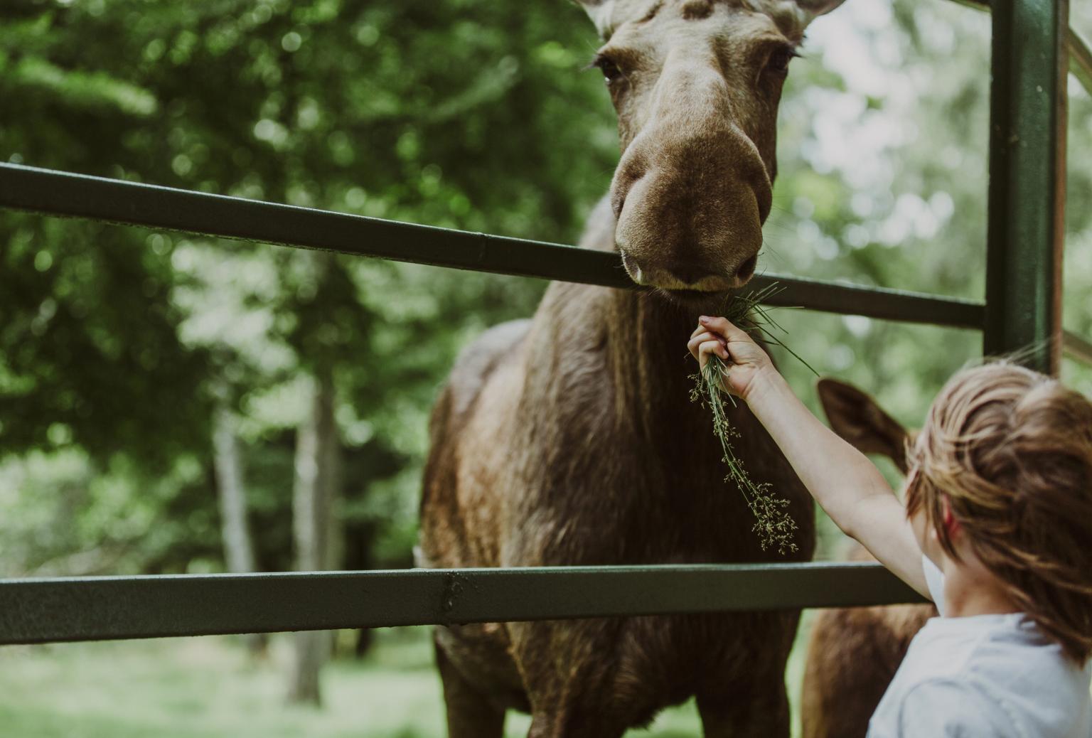 A boy feeding a moose in animal park