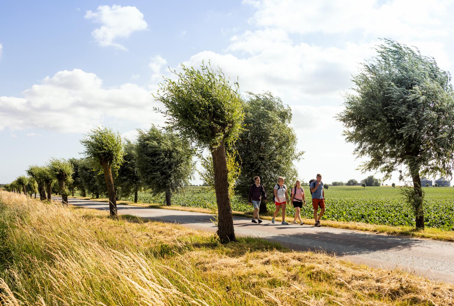 Vier Wanderer passieren eine Allee mit knorrigen Bäumen und Feldern zu beiden Seiten.