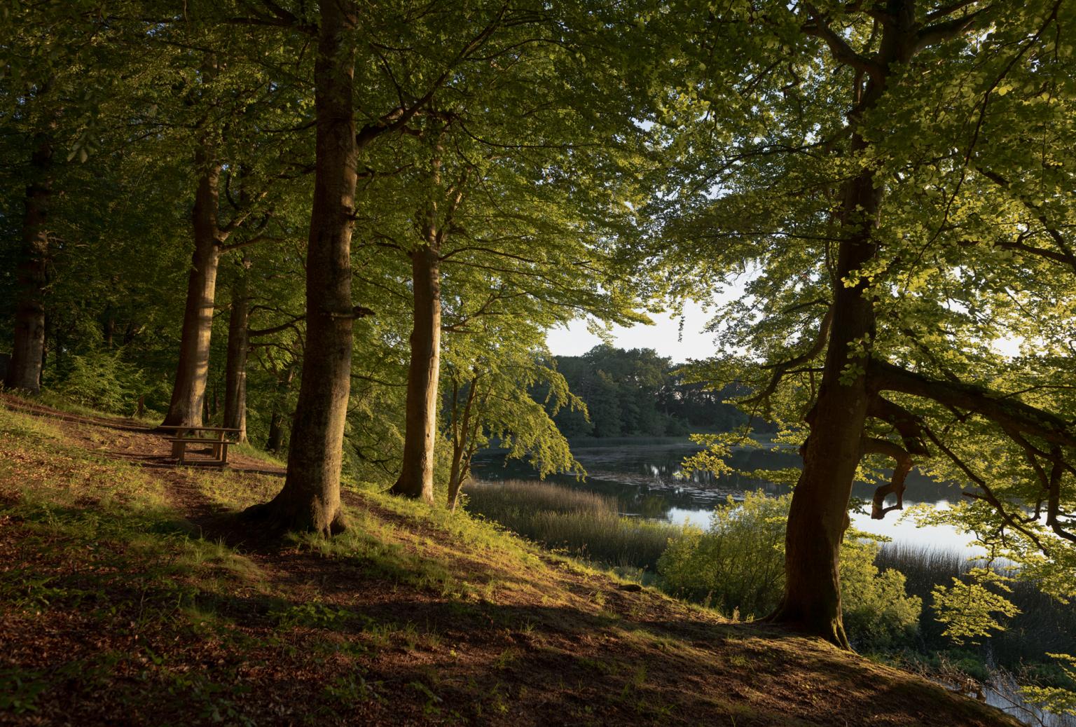 Trees by lake Krageholm