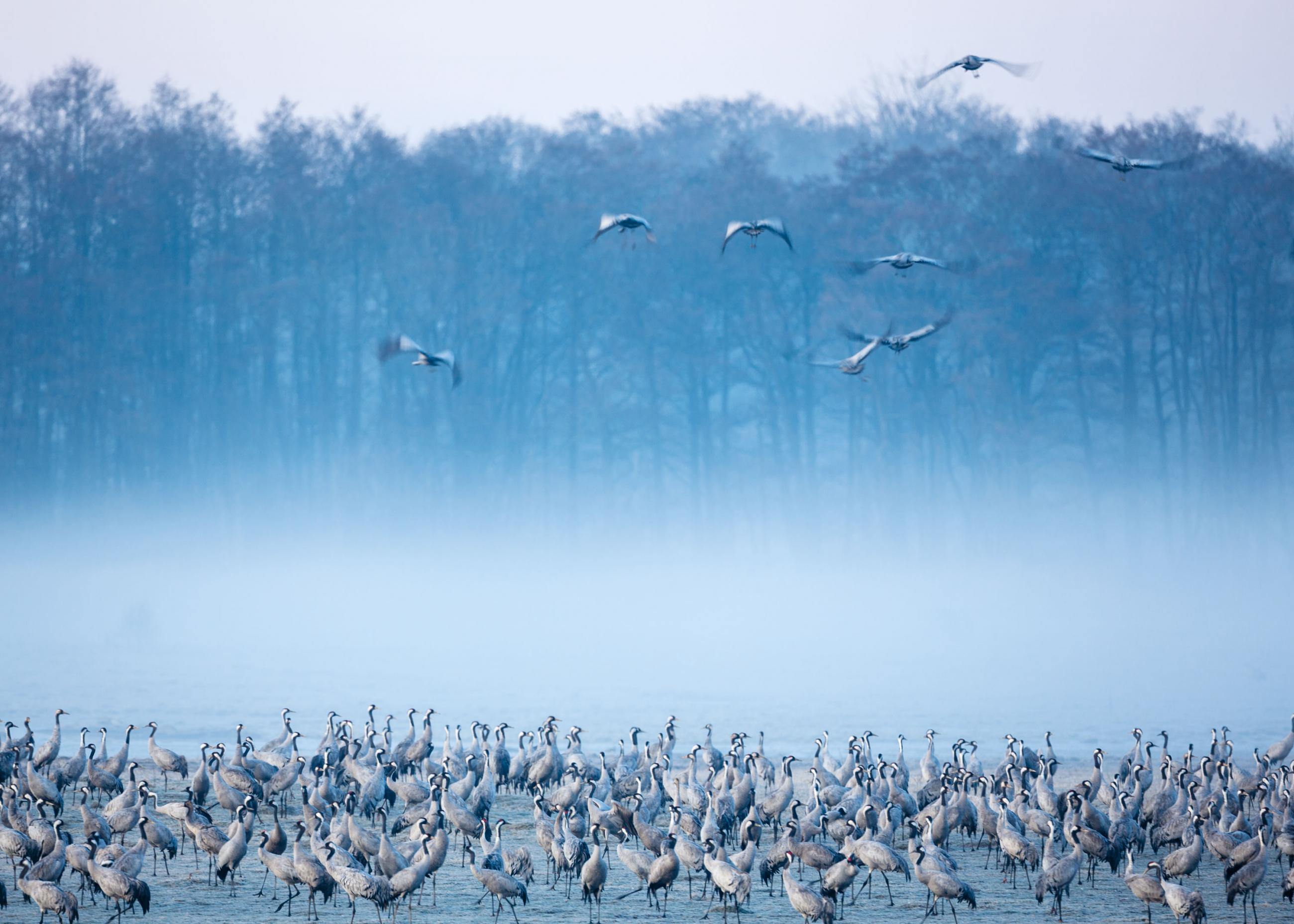 Transafari in Kristianstad, Skåne