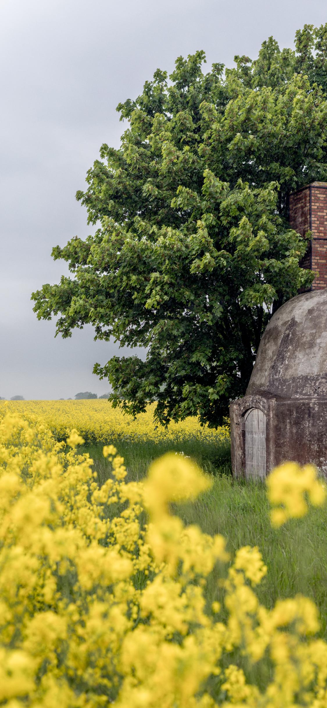 Lime Stove by rapeseed field in Östra Torp