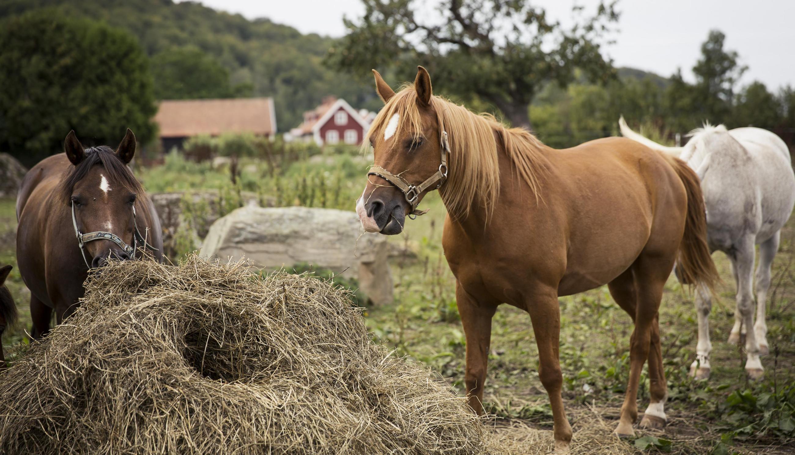 Hästar som betar på en lantgård