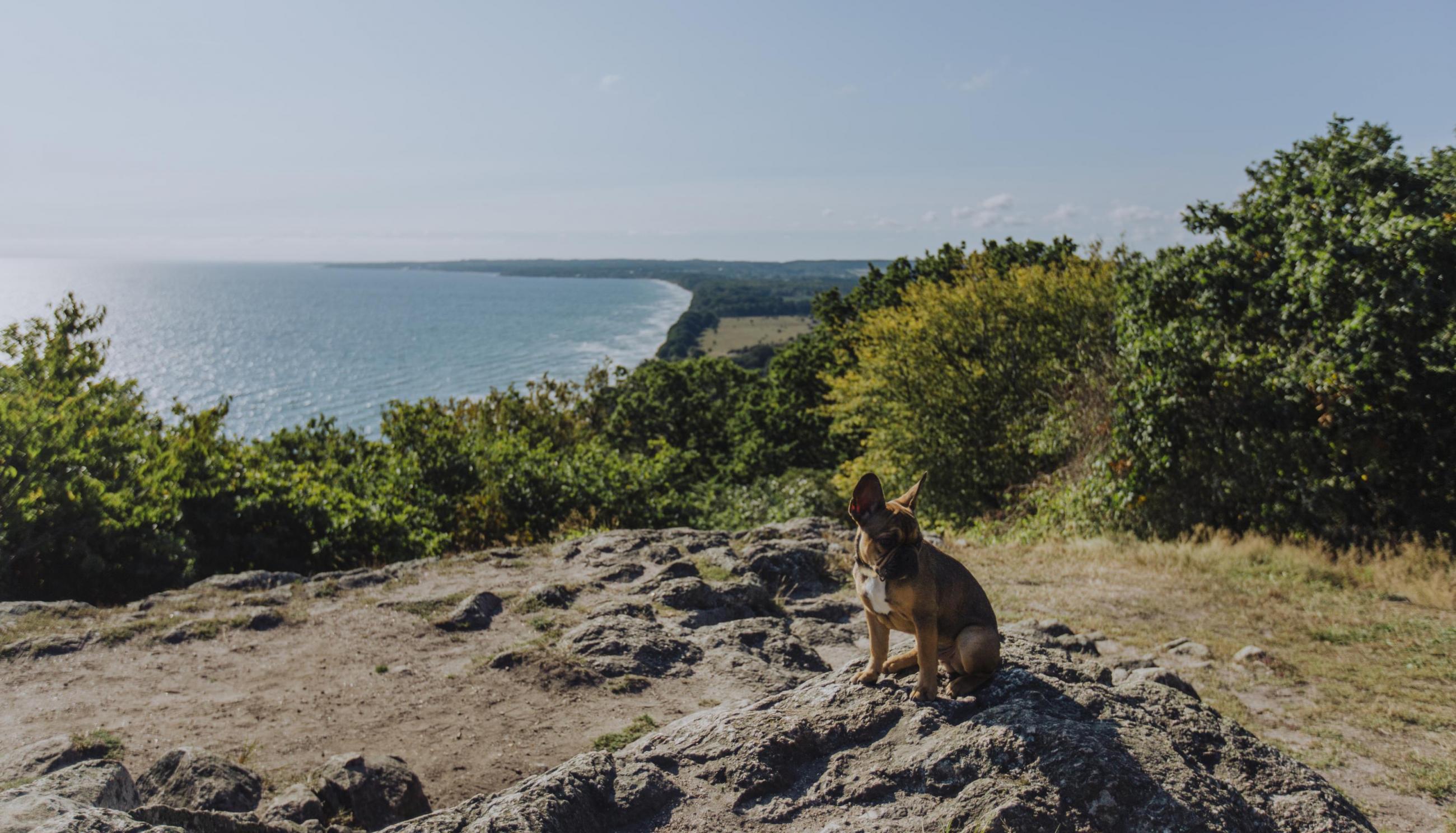 Stenshuvud´s view and dog