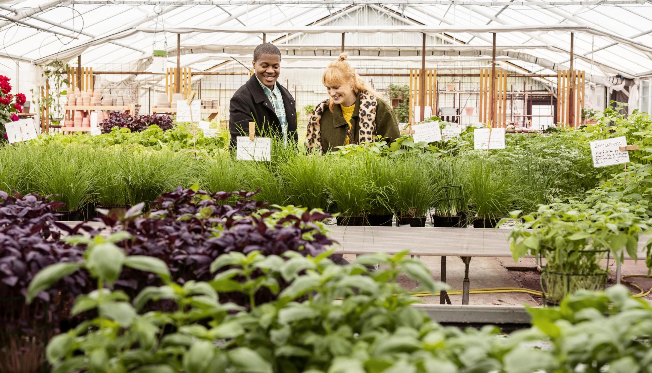 Tomatens hus farm shop © Apelöga