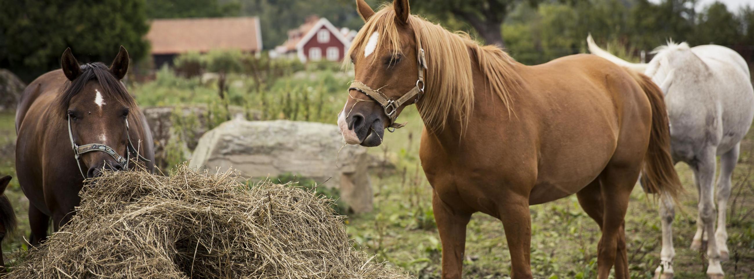 Drei Pferde fressen Heu auf einem malerischen Bauernhof in Südschweden.