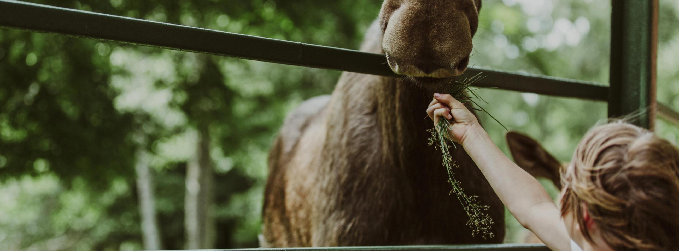Ein kleiner Junge füttert einen Elch im Zoo Skånes Djurpark.