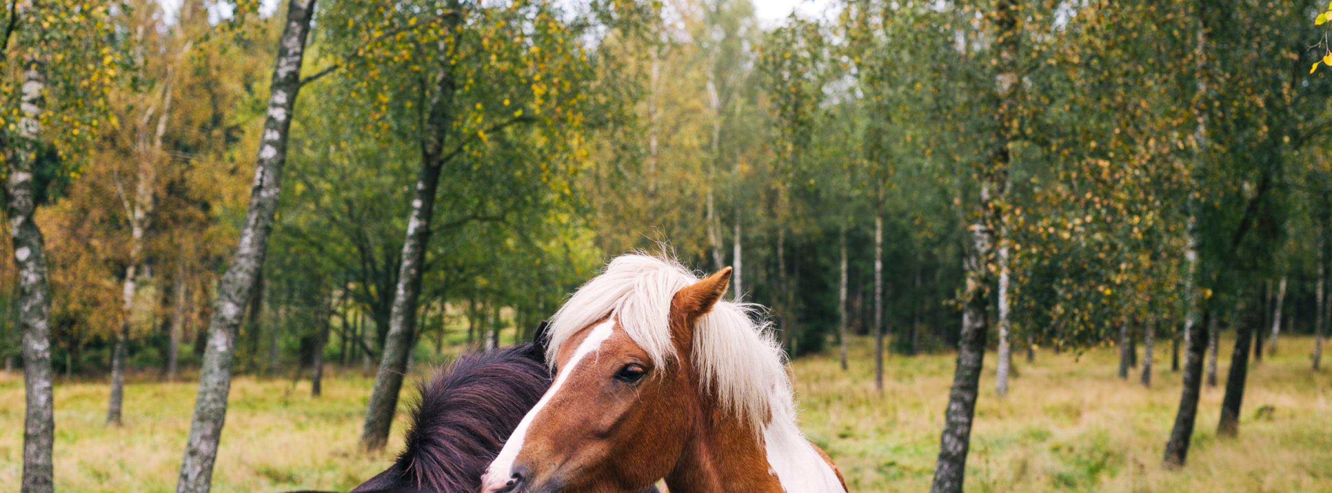 Two Horses hugging in a birch woodland