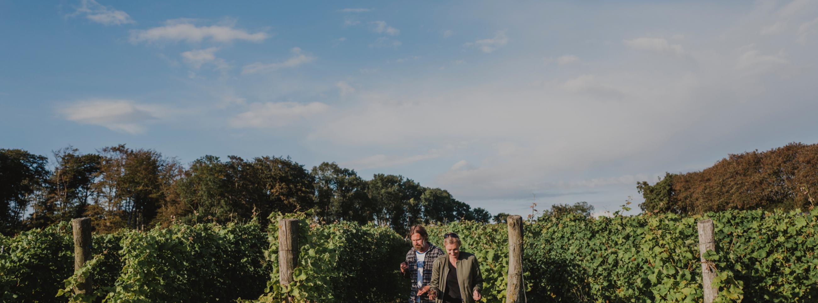 People walking through vines in a vineyard 