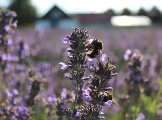 Nahaufnahme einer Hummel an einer Lavendelblüte.