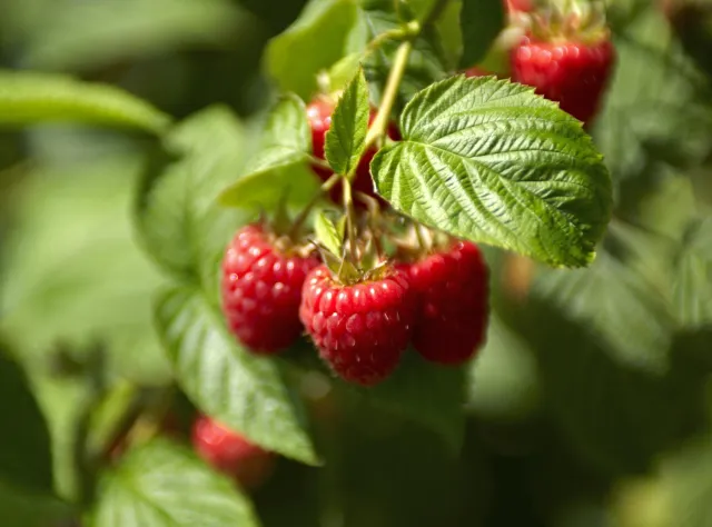 Eine Nahaufnahme von Himbeeren, die noch am Strauch hängen.