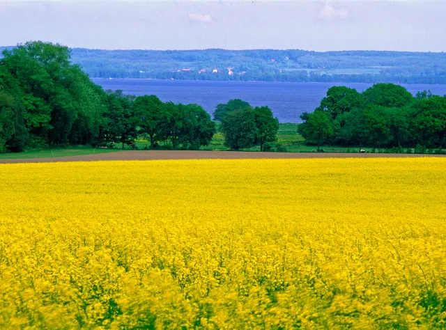 Ringsjön i Skåne