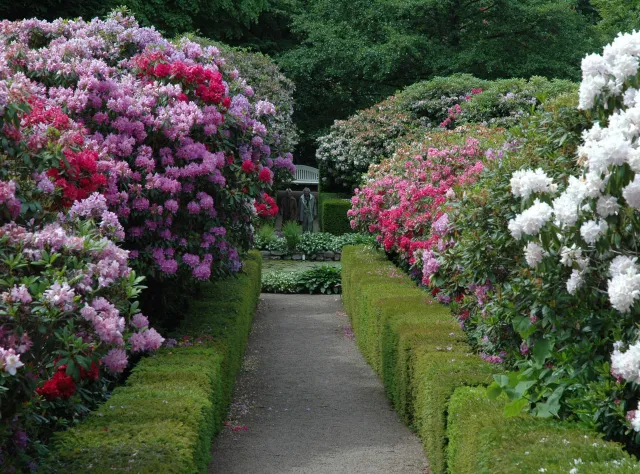 Rhododendren-Büsche
