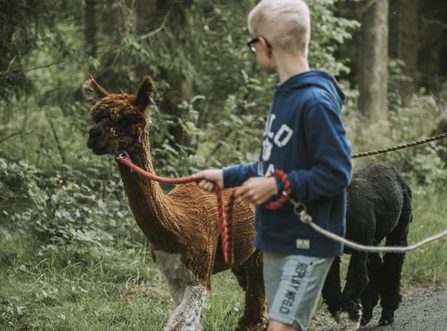 Alpaca trekking © Mickael Tannus.jpg 