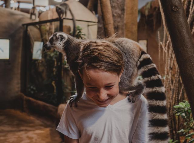 Tropikariet  © Mickael Tannus