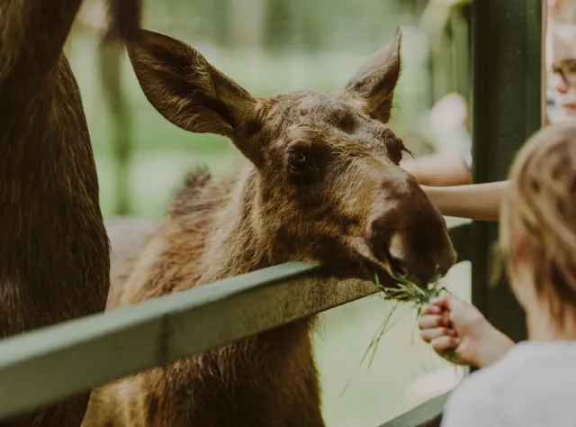 Children feed a elk calf at Skånes Djurpark