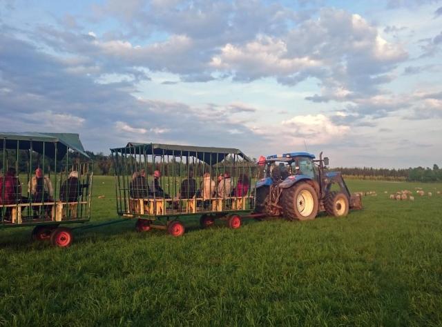 Lamb safari at Ekholmens gård. 