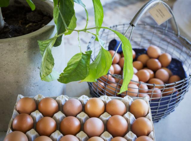 Bruna ägg i en äggkartong och korg med en grön växt bredvid