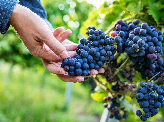 hand holding in blue grapes in a vineyard