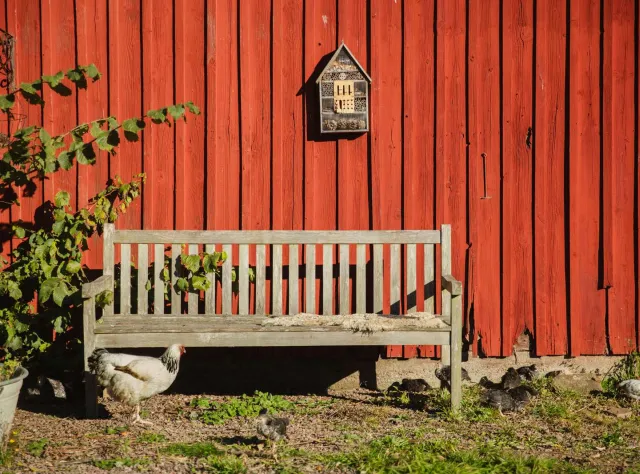 Aftonmora Vingård