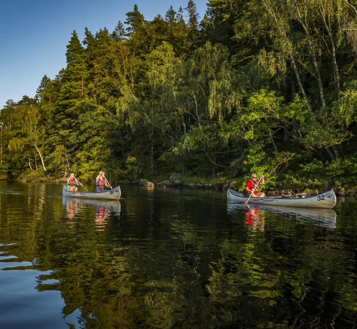 Three people paddling canoes on a lake next to a forest.