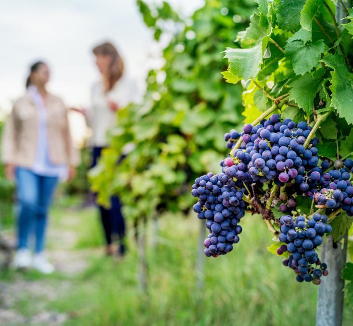 Close-up of dark purple grape clusters hanging on vine with blurred people walking through vineyard in background