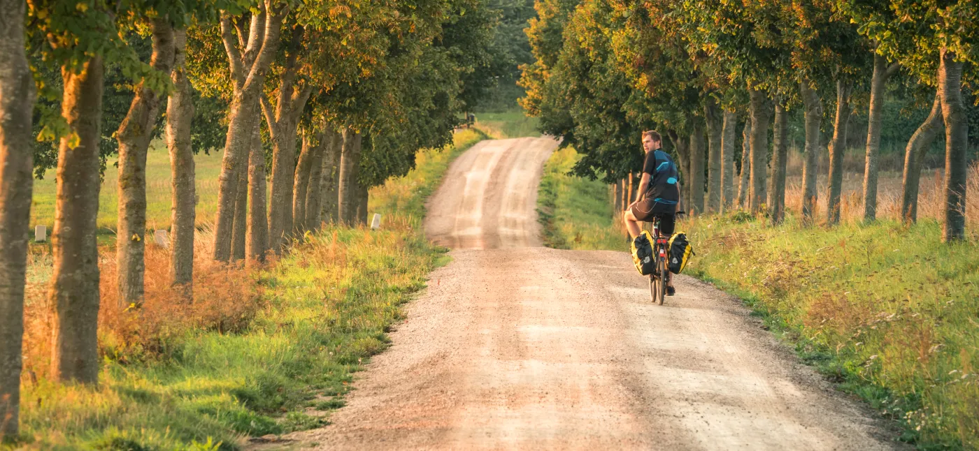 Byciclist on gravel road surrounded by avenue of trees 