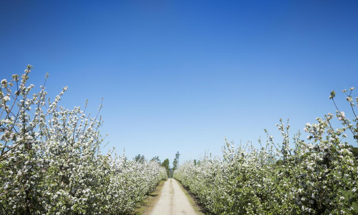 stig igenom äppelodling med blommande äppelträd och klarblå himmel
